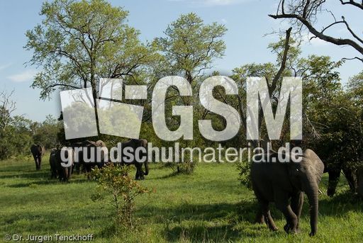 Afrikanischer Elefant (103 von 131).jpg